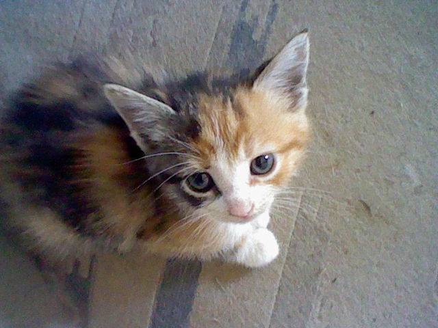 Bella - (2 mois)