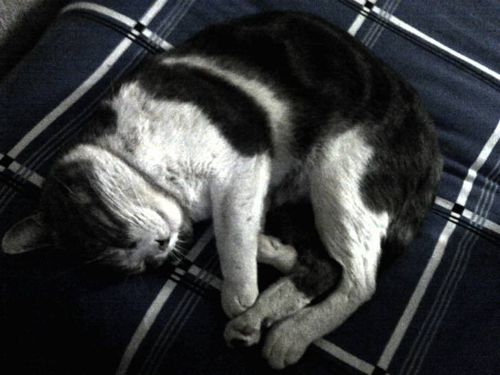 kali - Mâle (10 ans)