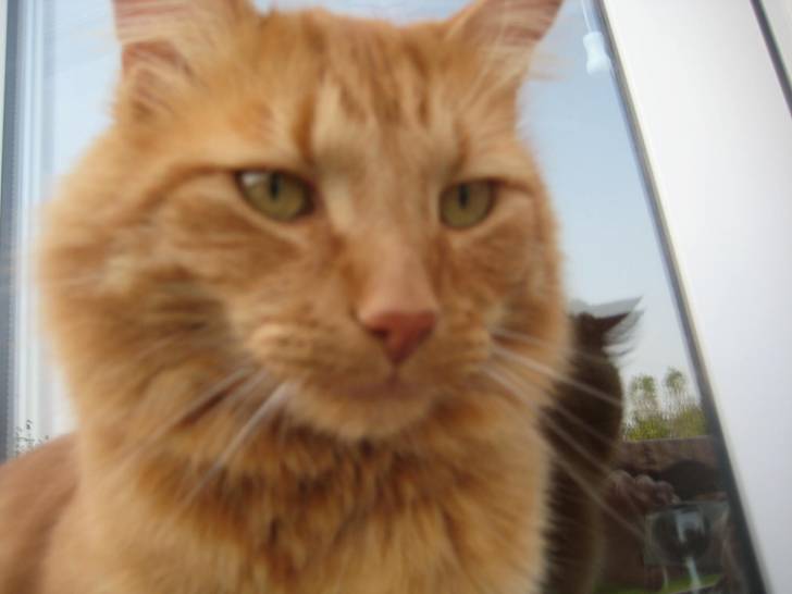 Close up shot of Twila - Mâle (7 ans)
