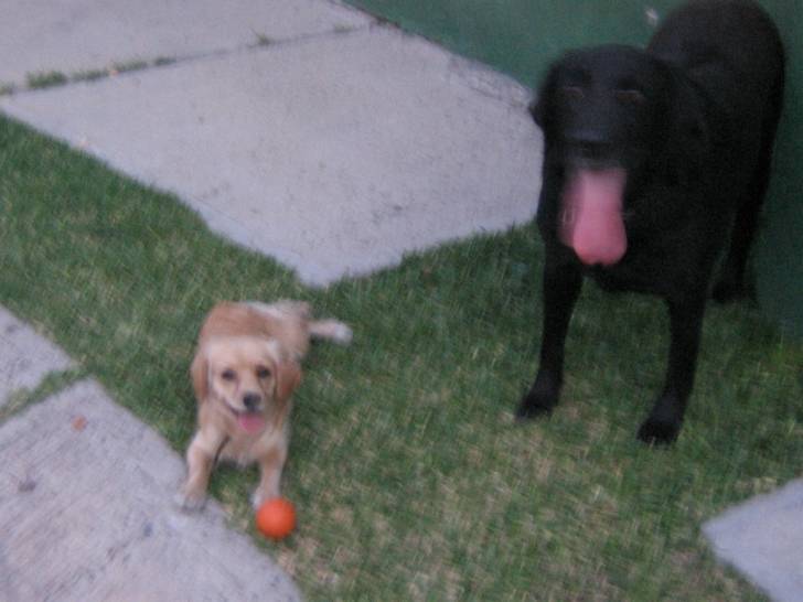 Manzana y Lia - (2 ans)
