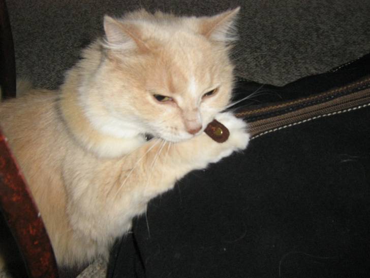 Mi Gatita - (6 ans)