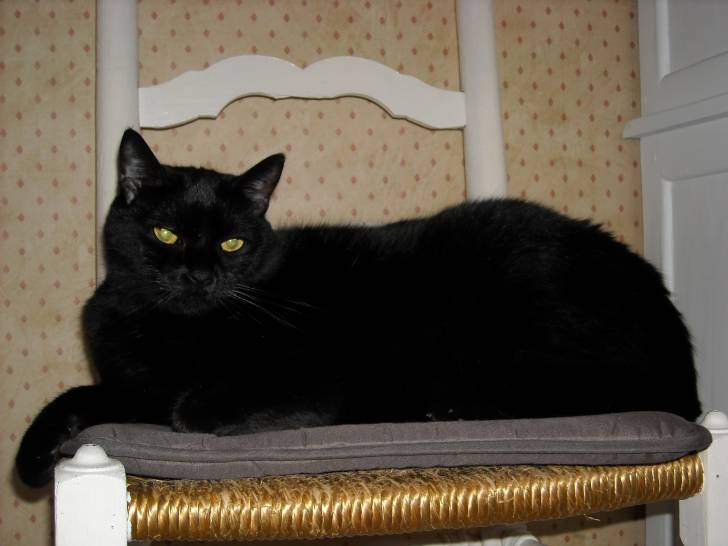 Théo - Mâle (5 ans)