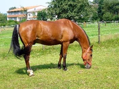 Prinzess - (4 ans)