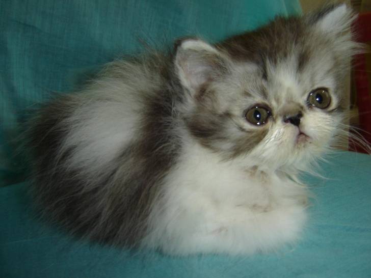 tesa - (1 mois)