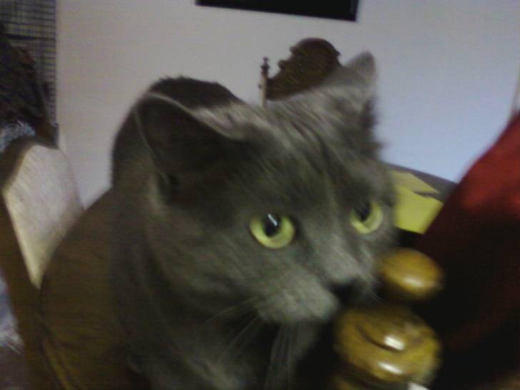 Shadey - (7 ans)