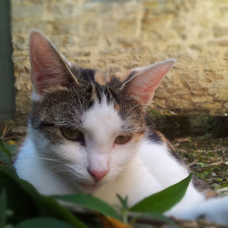 Compote - (2 ans)