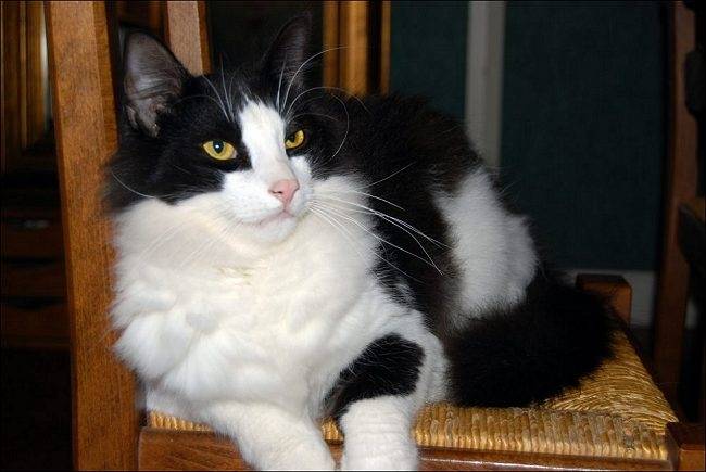 iramur - Mâle (3 ans)