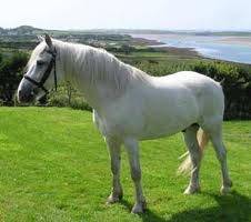 Conny - (2 ans)