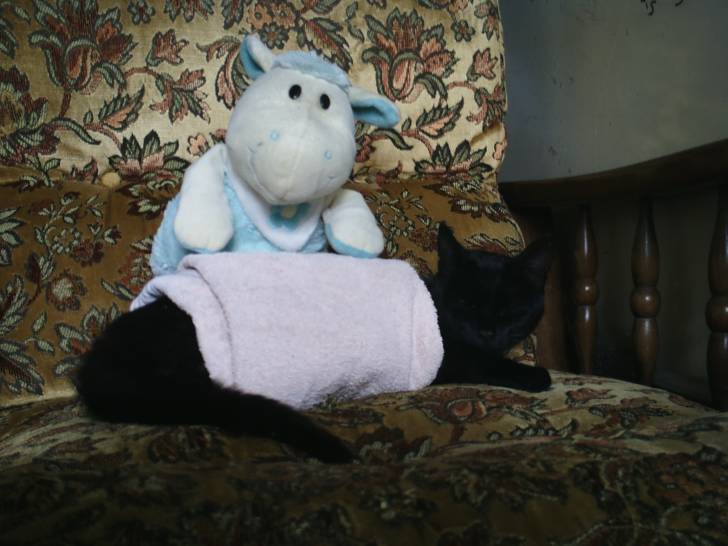 Minette au salon de massage - (2 ans)