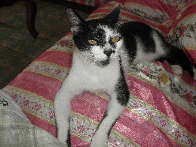 Divis - (2 ans)