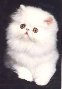 Perlyy! - (2 ans)