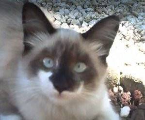 Nelson - Mâle (6 mois)