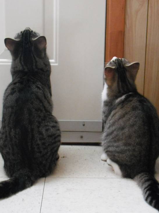 céril et bimbo -