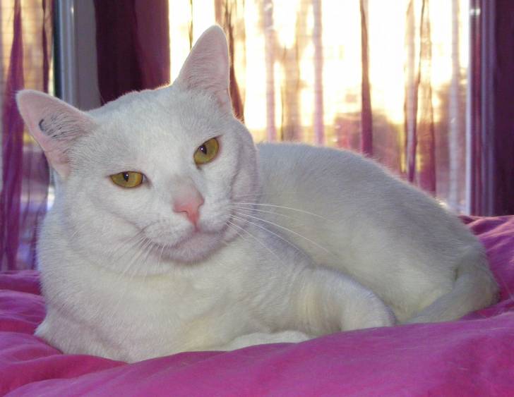 Shilo - Mâle (6 ans)