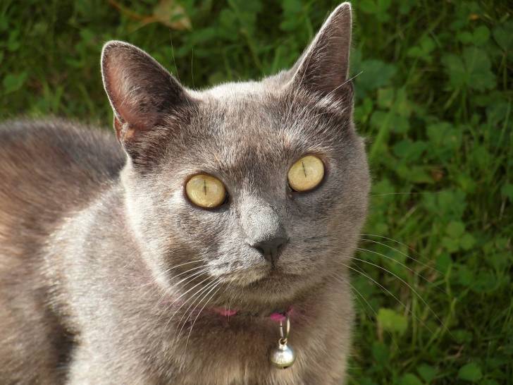 Poussinette - (3 ans)