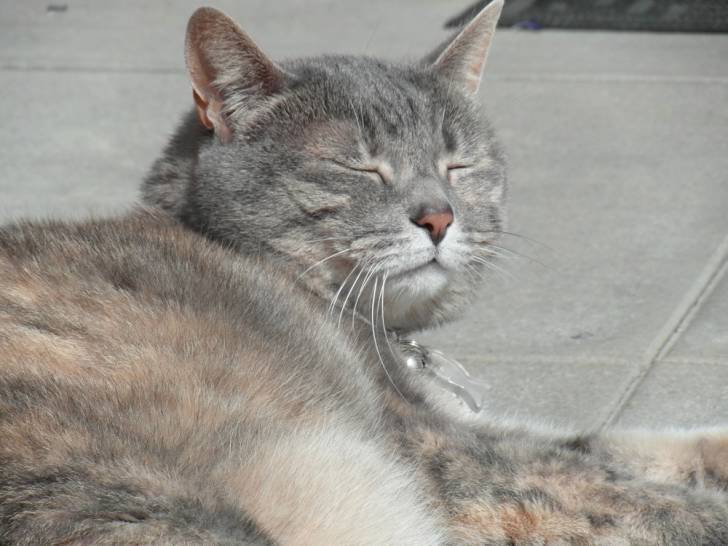 Noisette - (6 ans)