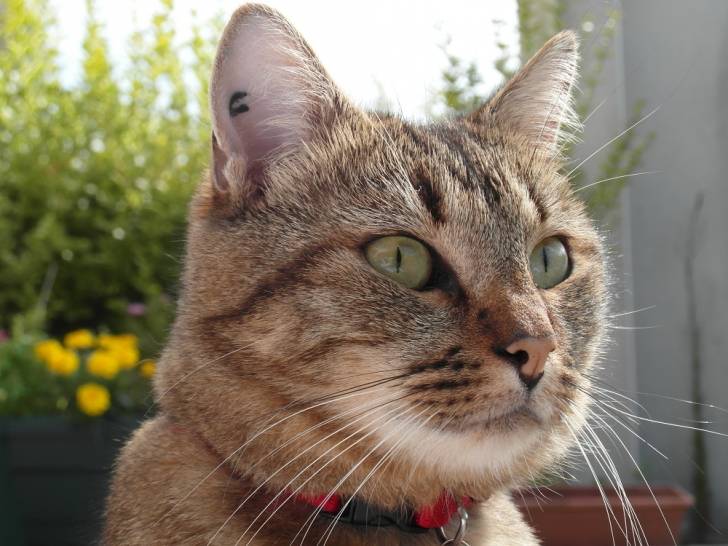 Flocon - Mâle (2 ans)