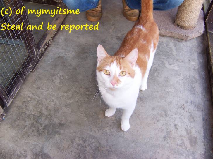Gizmo - Mâle (2 ans)