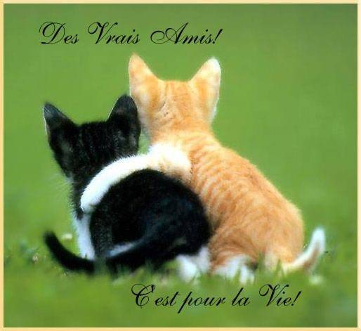 vanille et chocolat - (1 an)