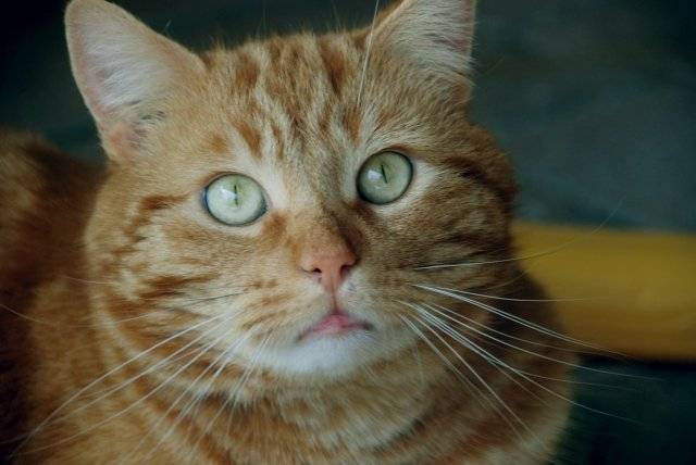 Joey (Nouchette) - Mâle (7 ans)