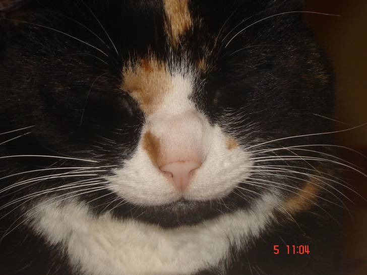 Praline ma chériie - (4 ans)