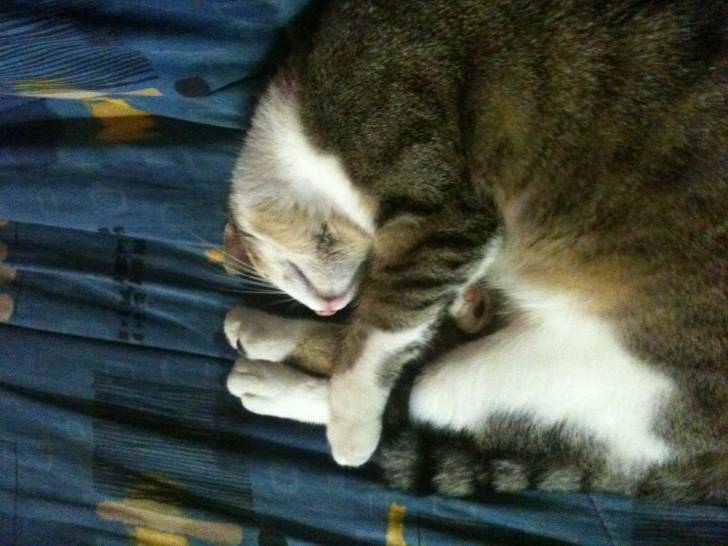 Altair - (2 ans)