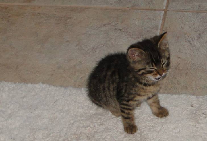 Charlie - Mâle (3 mois)