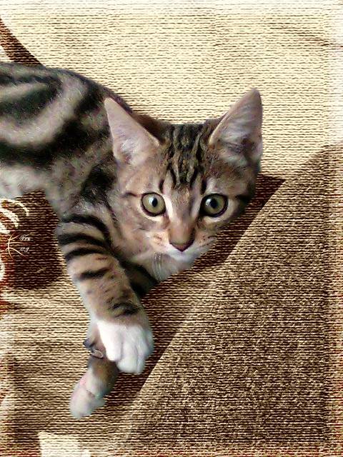 Koda - Mâle (3 ans)