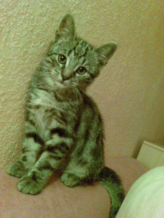 Lustig - (7 mois)
