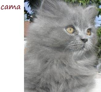 cama - (1 an)