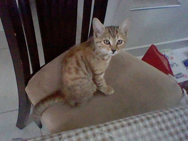 Kiara - (3 mois)