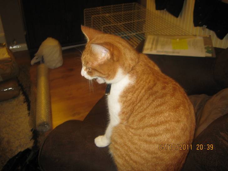 Polly - (3 ans)