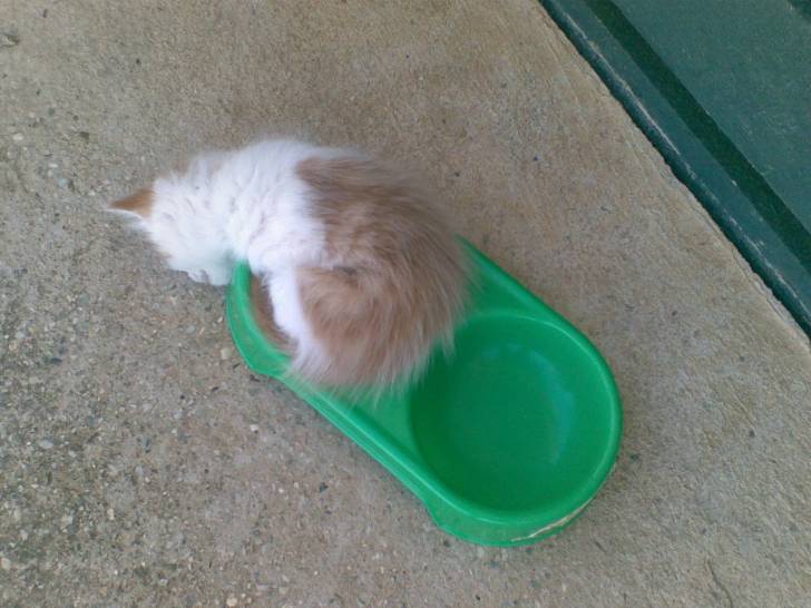 maggie - (1 mois)