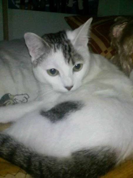Coco - Mâle (4 ans)