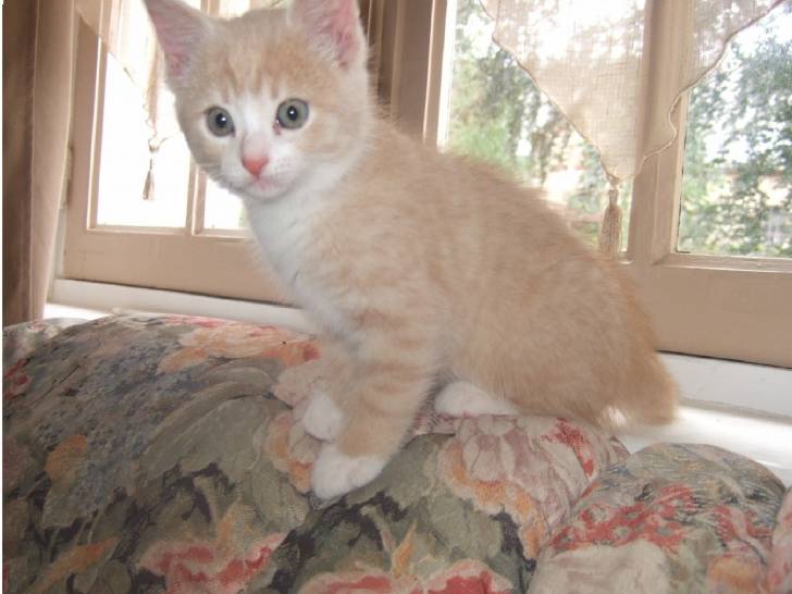 Paillette - (2 ans)