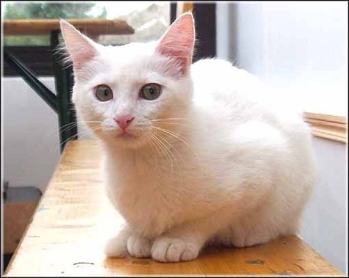Cookie - (2 ans)