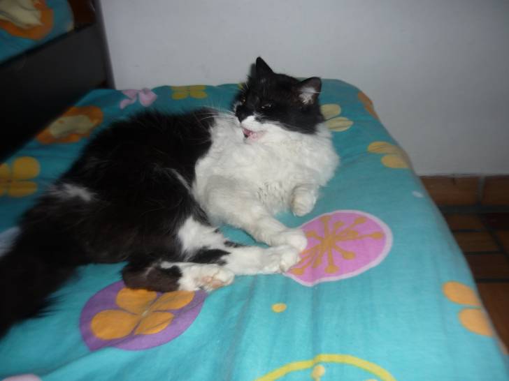 luna - (6 ans)