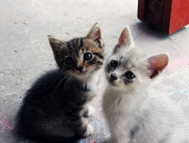 Casiope et Glinka - Mâle (3 mois)