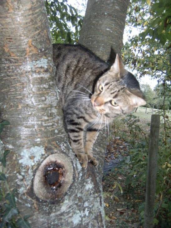 Simba - Mâle (2 ans)