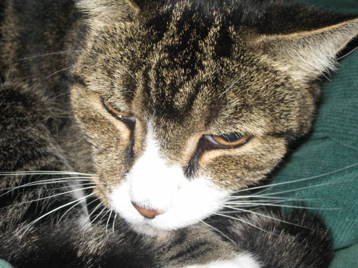 Tibbie - Mâle (15 ans)
