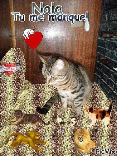 Nala (décédé) -