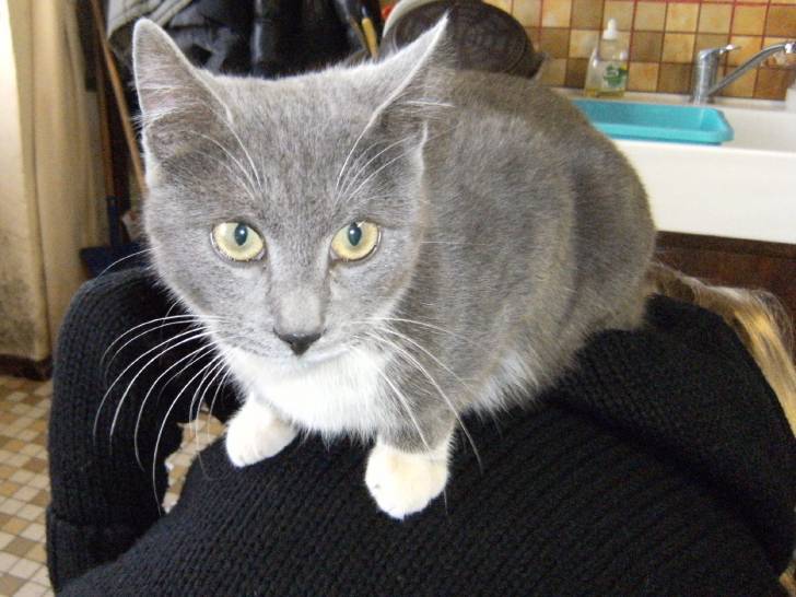 Chat trouvé -