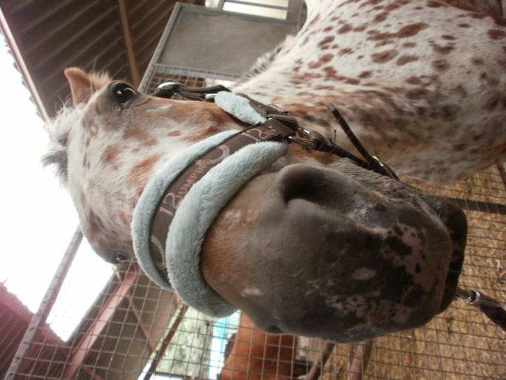 Wapiti - (8 ans)
