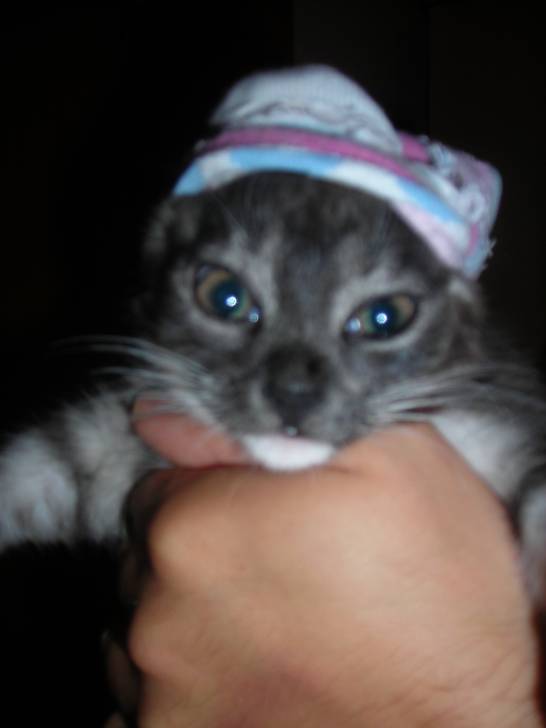zimbou - (9 mois)