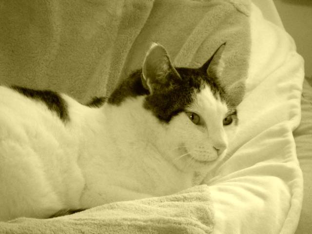 Vickie - (8 ans)