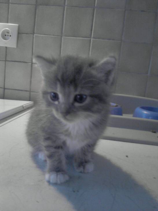 gribouille - Mâle (2 ans)