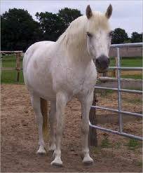sophie - (13 ans)