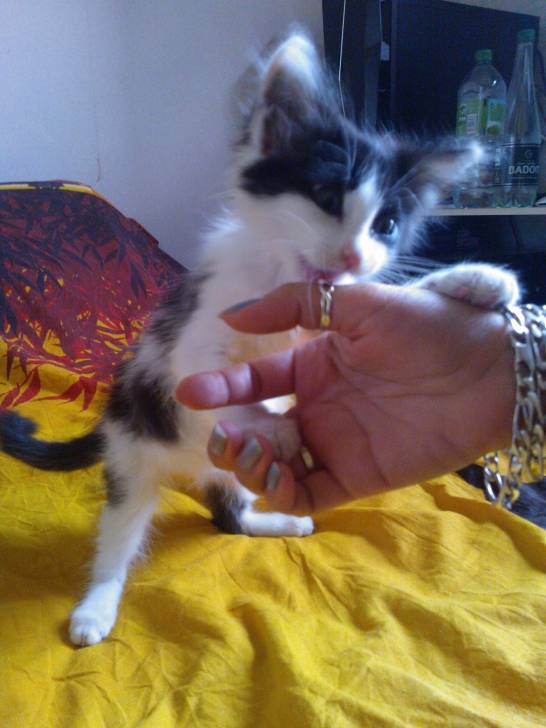 Iris - (1 mois)