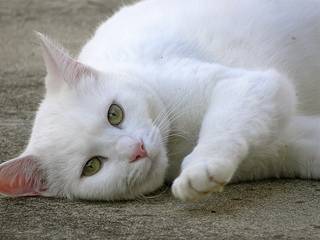 Louie - Mâle (3 ans)