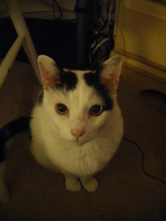 Lucky - Mâle (15 ans)